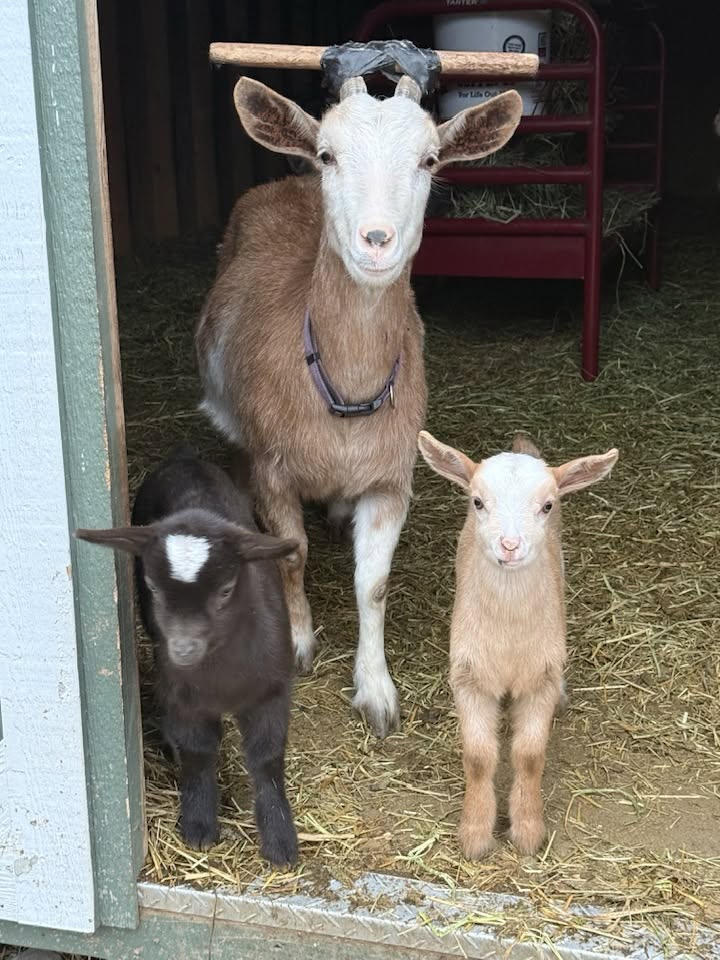 A mother goat and baby together in the barn at Harper Farm.